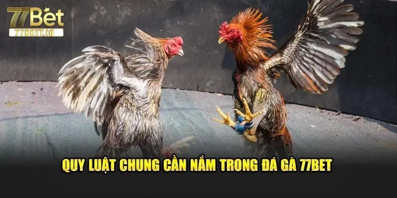 Chiến kê tại trường gà 77BET chơi kèo chuyên nghiệp, sát phạt gay cấn.
